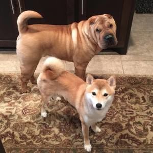 Meet your Posher, Cindy